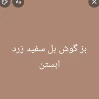 یک عدد بز جوان