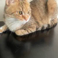 واگذاری گربه خانگی