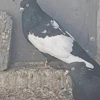 سینه سیا نر