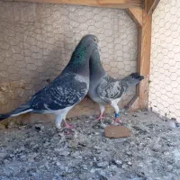 کفتر|پرنده|مشهد, محمدآباد|دیوار