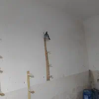 گفتر سبز ومگس|پرنده|نهبندان, |دیوار