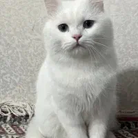 گربه اسکاتیش نر
