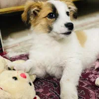 سگ توله شیتزو