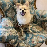 سگ پامرانین نر|سگ|کرج, گوهردشت|دیوار