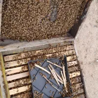 حرفه ای زنبوردار شو|خدمات آموزشی|بهبهان, |دیوار