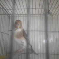 سهره قناری