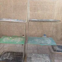 پرنده. قفس معمولی و جوجه پران