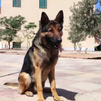 سگ جوان ژرمن اصل نر