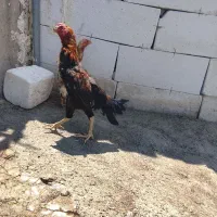 مرغ وخروس لاری