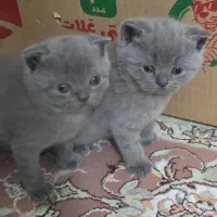 گربه اسکاتیش