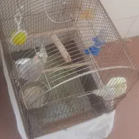 دوعدد عروس هلندی ماده