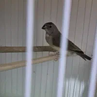 فنچ گلدین
