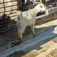 بز جوون دورگ سانن|حیوانات مزرعه|بهبهان, |دیوار