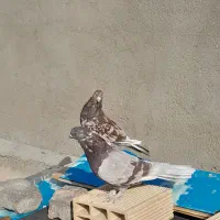 کفتر سرور
