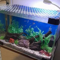 اکواریوم شیشه خم وسایل وماهی