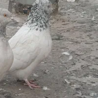 کبوتر معاوضه