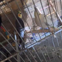 عروس هلندی نروماده|پرنده|اصفهان, منتظرالمهدی|دیوار