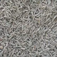 زیره سبز مخصوص  بذر