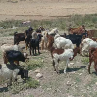 فروش بز