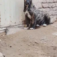 واگذاری توله