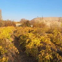 فروش باغ ،معاوضه با خانه یا اپارتمان