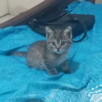 واگذاری بچه گربه ۲ماهه