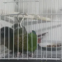 جفت گرینچیک روی تخم .5 تخم