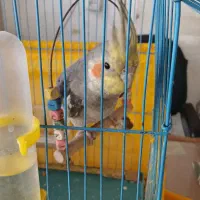 عروس هلندی نر سخنگو