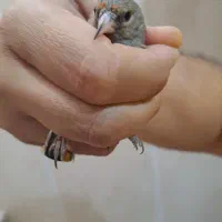 جوجه سهره|پرنده|اسلامشهر, شهرک مفیدی|دیوار