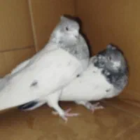 کبوتر‌پرشی