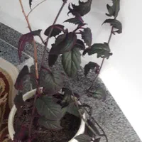 گل و گیاه فروشی|گل و گیاه طبیعی|ارومیه, |دیوار