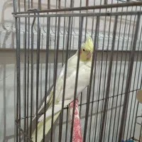 عروس هلندی لوتینو زعفرانی ماده با تخفیف