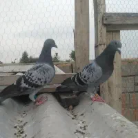 کبوتر المانی