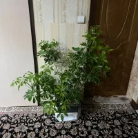 گیاه شفلرای سبز