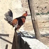خروس لاری ب فروش میرسه