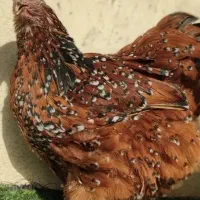 تخم نطفه دار و جوجه اورپینگتون