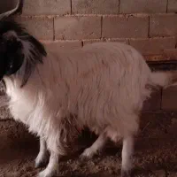 بز برای قربونی