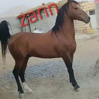 اسب