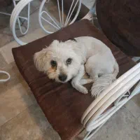 سگ زیبا و مهربان