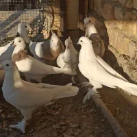 کبوتر پتیوال یا ترکیه ای