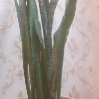 سانسوریا قیمت مناسب