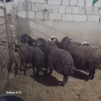 بره نرو ماده ریز