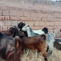 بز و کره میش|حیوانات مزرعه|چترود, |دیوار