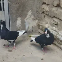 2ماده پلنگ