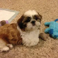 توله های جذاب شیتزو|سگ|تهران, اختیاریه|دیوار