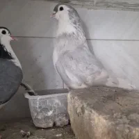 دمگیر تسمه سفید و بدرنگ خرقه