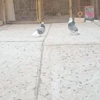 کفتر یا کبوتر