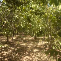 باغ میوه فارسان چهارمحال