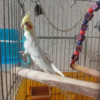 طوطی عروس هلندی گمشده