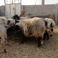 میش زاییده و ابستن|حیوانات مزرعه|بهبهان, |دیوار